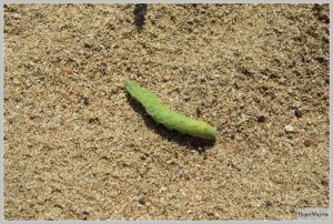 Гусеница на песке