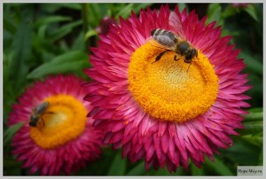 Пчёлка села на цветочек - вот и всё стихотворенье