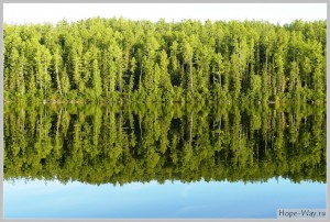 Ровное отражение деревьев в воде