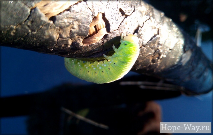 Маленькая зеленая гусеница ползёт по шлангу