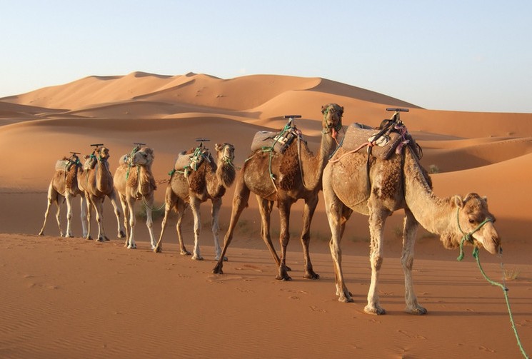 Караваны верблюдов в Марокко