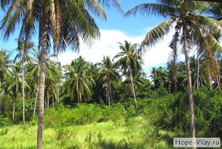 Вид с нашей террасы на пальмовую рощу