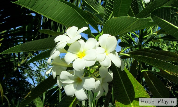 Белые цветы франжипани в Таиланде