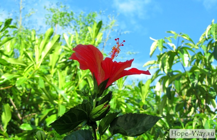 Красный тропический цветок гибискус в Таиланде