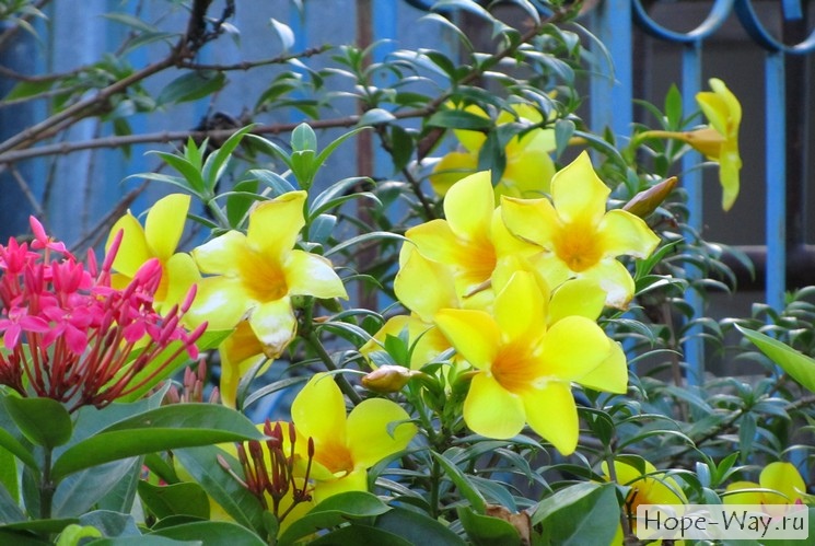 Желтые тропические цветы Таиланда