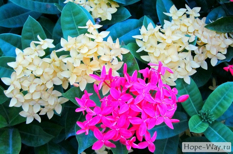 Красивые тропические цветы Таиланда