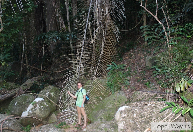 В джунглях увидели пальму, ветви которой в несколько раз больше человеческого роста!