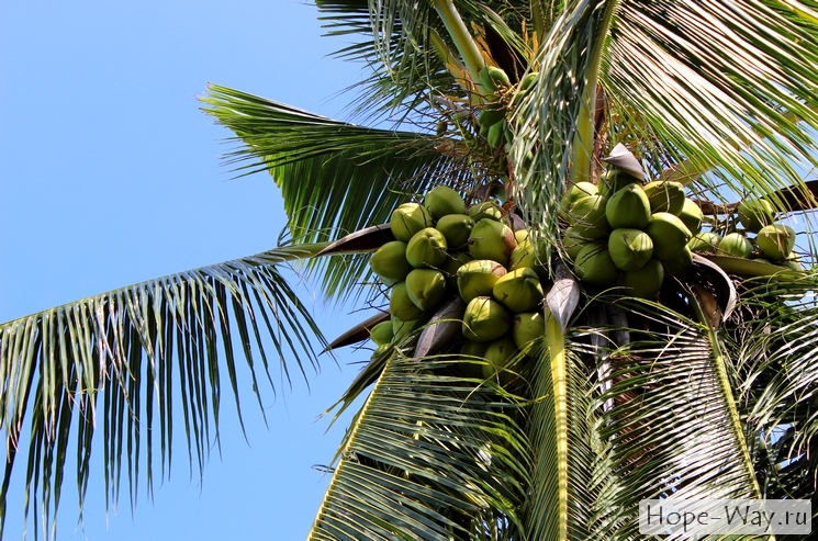 Кокосовые пальмы на Пангане везде!