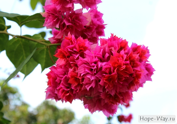Красивые цветы на Самуи - бугенвилия
