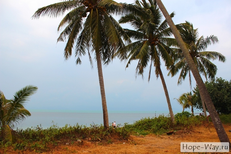Пальмы на берегу - пляж Банг По