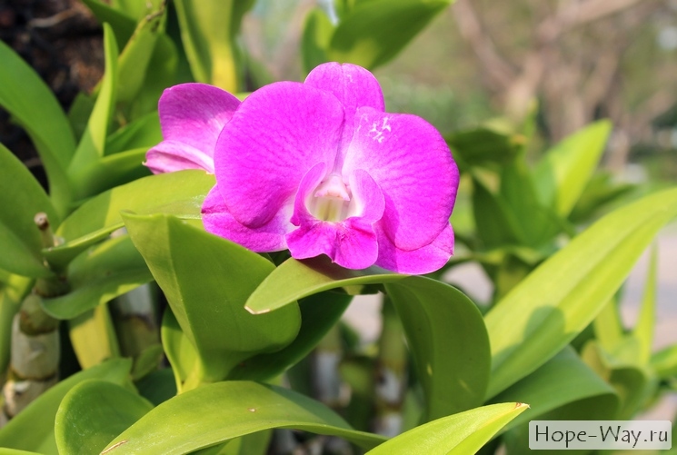 Орхидеи оттенка фуксии