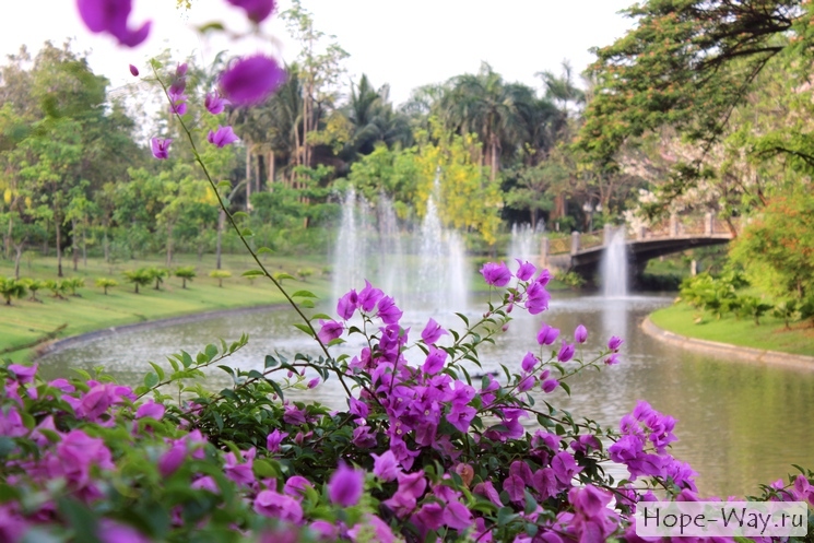 Цветущая бугенвилия на фоне фонтанов в парке королевы Сирикит
