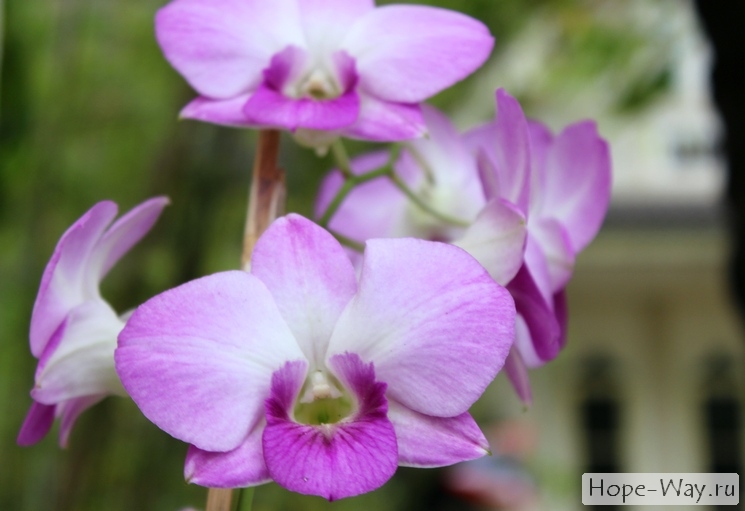Сиреневые орхидеи тоже хороши