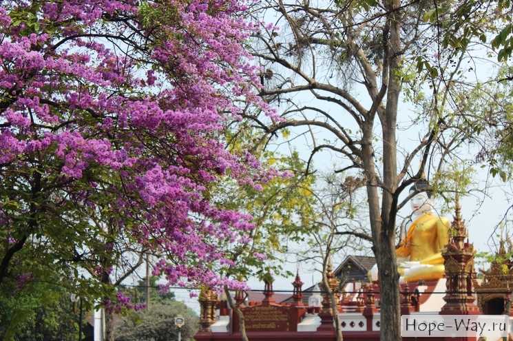 Прекрасный вид на храм Wat Ratcha Montien