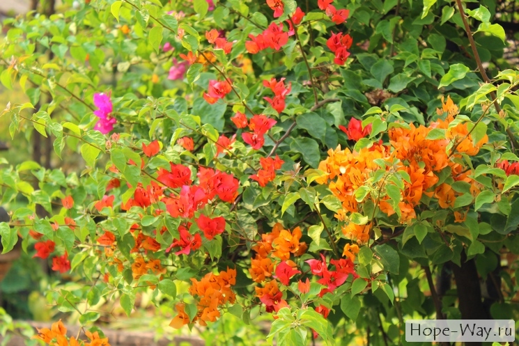Буйство цвета или весна в Чиангмае