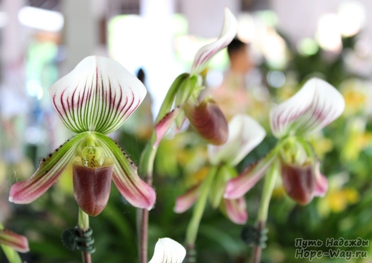 Интересный вид орхидей