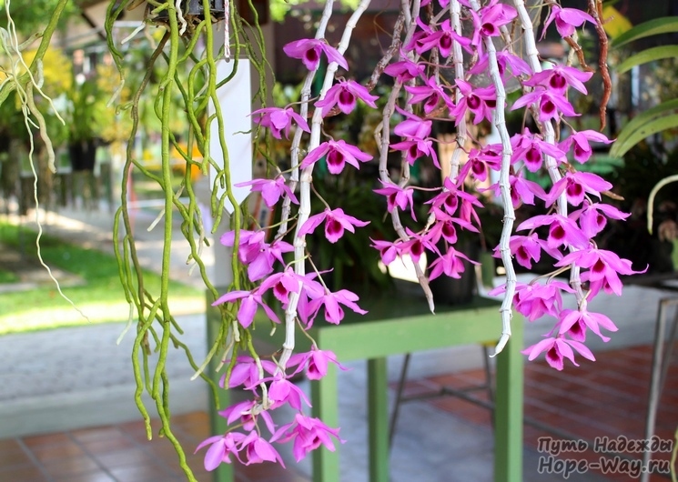 Орхидея Dendrobium aphyllum