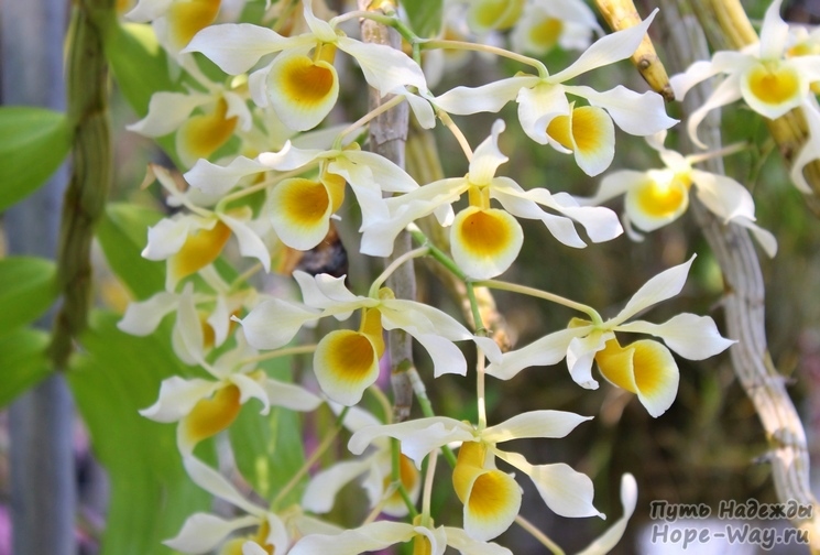 Ещё один представитель орхидей рода Дендродиум