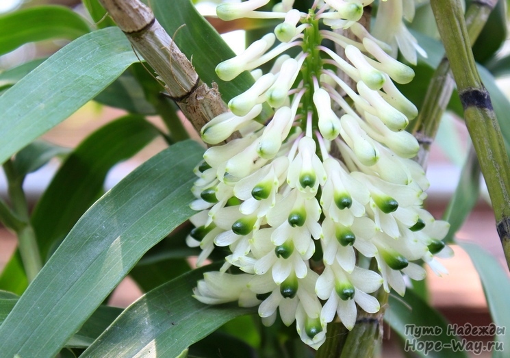Очень необычные красивые орхидеи рода Дендробиум 