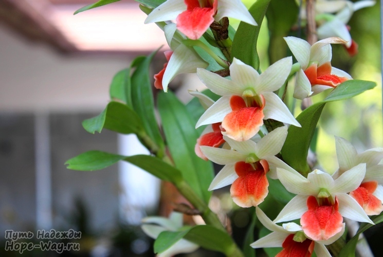 Красивая орхидея в бело-коралловой расцветке
