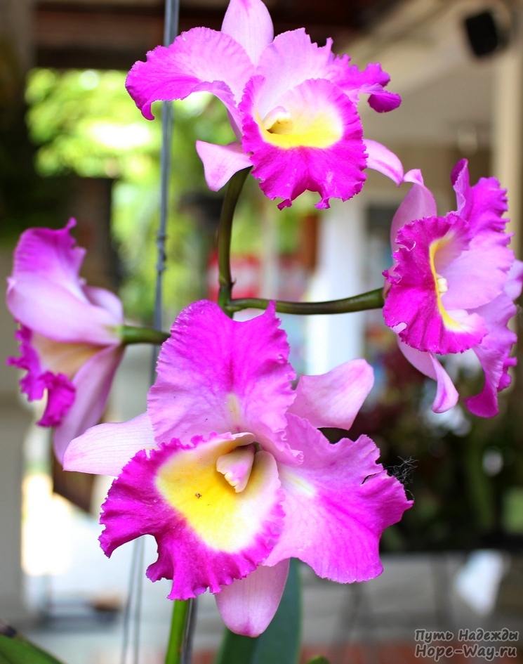 Необычная кудрявая орхидея расцветки фуксия + желтый