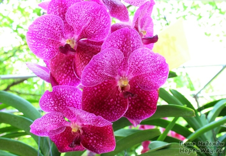Фотографии орхидей в Таиланде