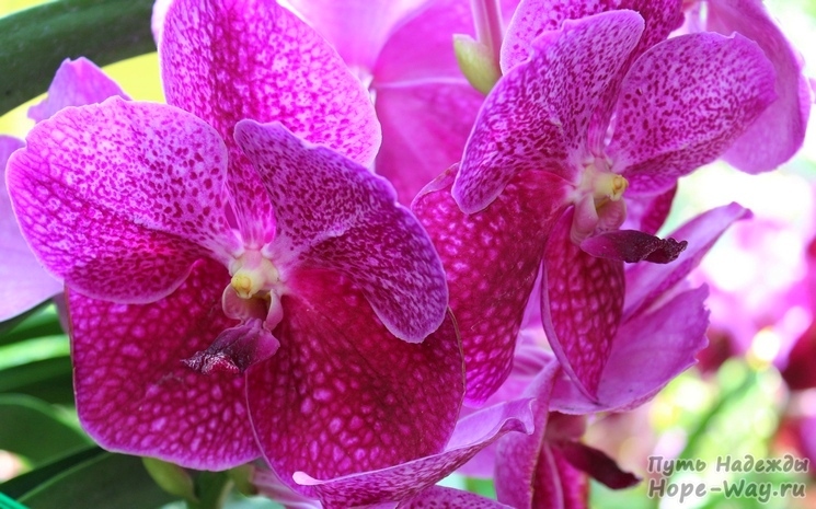 Красивые орхидеи на фото с выставки в Чиангмае
