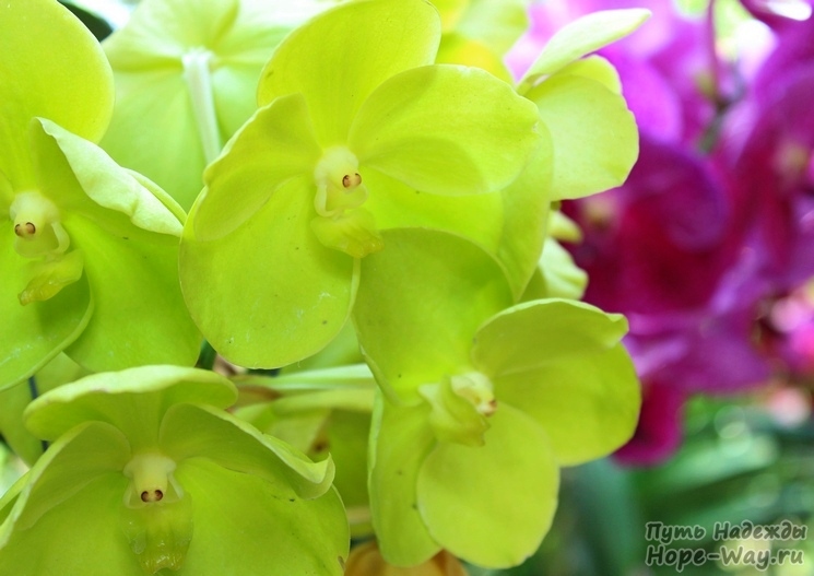 Ярко-салатовые орхидеи Ванда