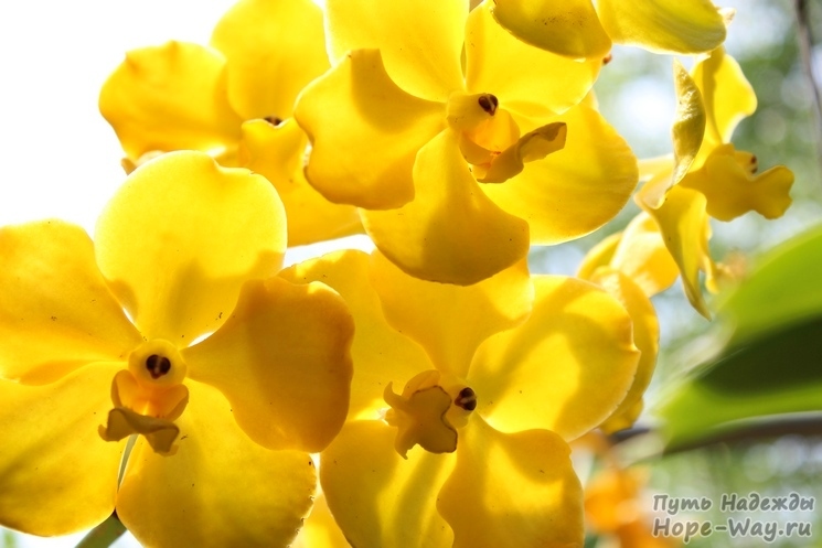 Орхидеи как маленькие солнышки - позитивно желтые, теплые и яркие!