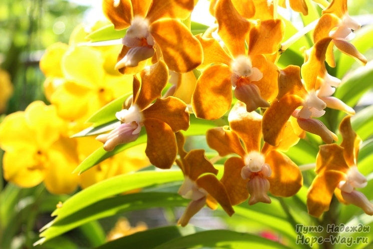 Фото с выставки орхидей в Чиангмае