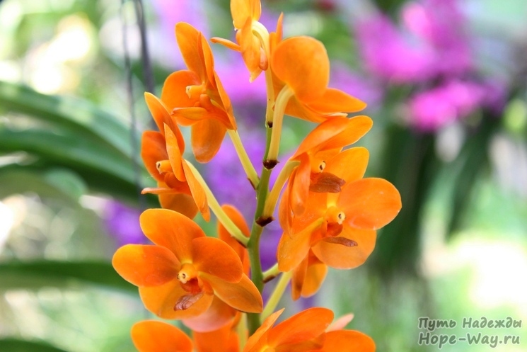 Нежнейшие лепестки орхидеи рода Ascocentrum