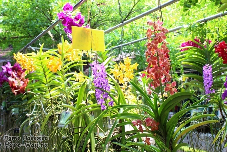 Экспозиция орхидей на выставке в Чиангмае (Таиланд, апрель 2014)