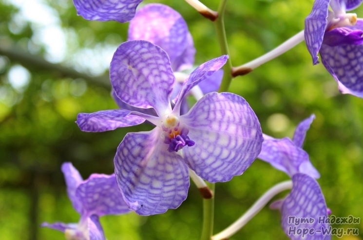 Сиренево-голубая орхидея Vanda coerulea крупным планом