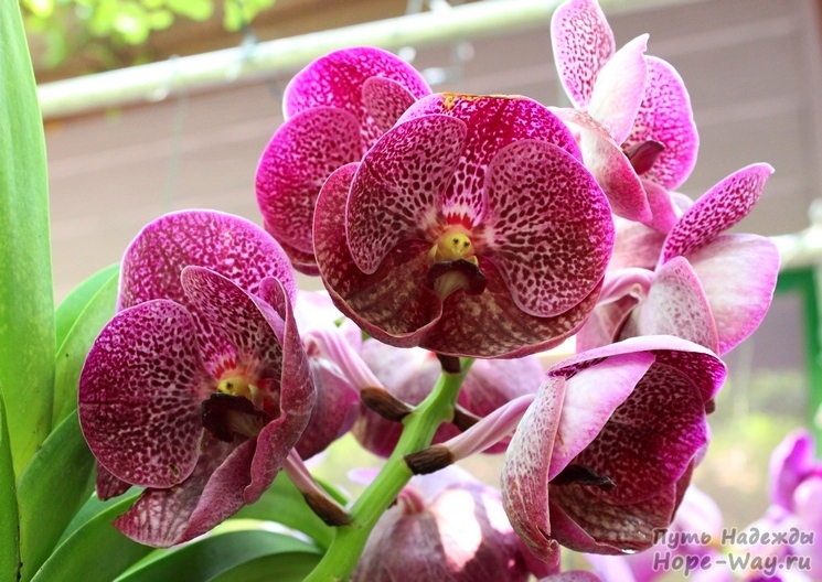 Орхидея необычной расцветки - бордовая пятнистая