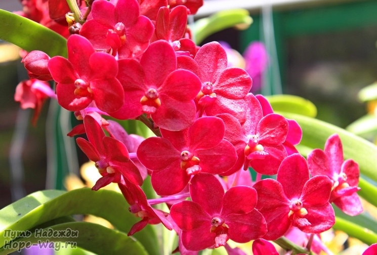Красивая тропическая орхидея малинового оттенка!