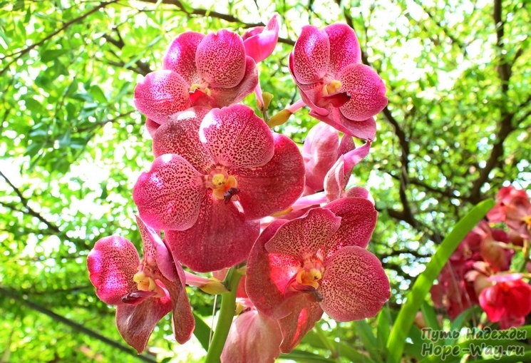 Красивейший тропический цветок в Таиланде - орхидея