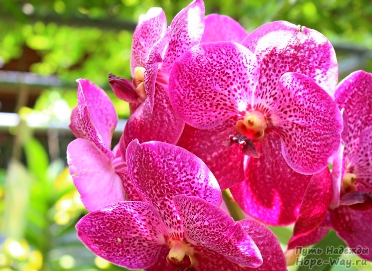 Королева орхидей - Ванда, красивейший сорт с крупными округлыми цветами!