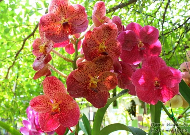 Пятнистые орхидеи красивого цвета