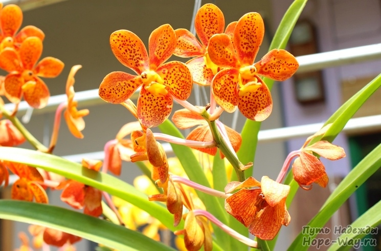 Яркие оранжевые пятнистые орхидеи
