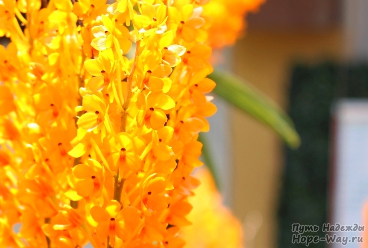Орхидея ярко оранжевого цвета с мелкими цветочками