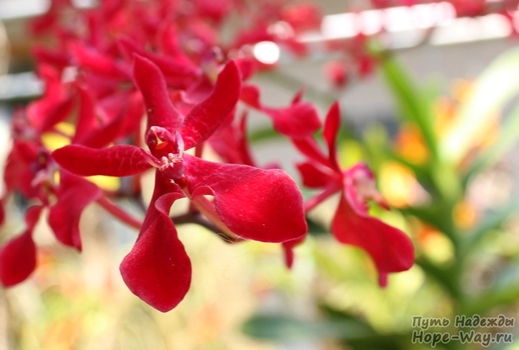 Фотографии орхидей самых разных видов и расцветок
