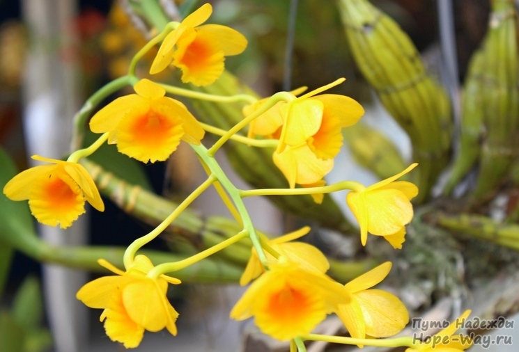 Желтые орхидеи с небольшими цветами