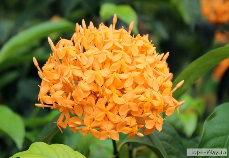 Яркие оранжевые тропические цветочки в Куала-Лумпур