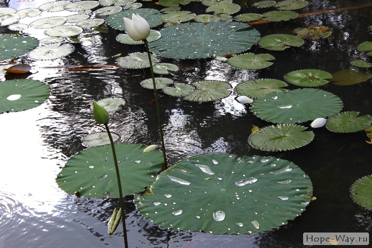 Озеро с лотосами в Ботаническом саду