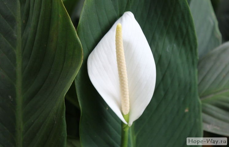 Прекрасный белый тропический цветок в Малайзии
