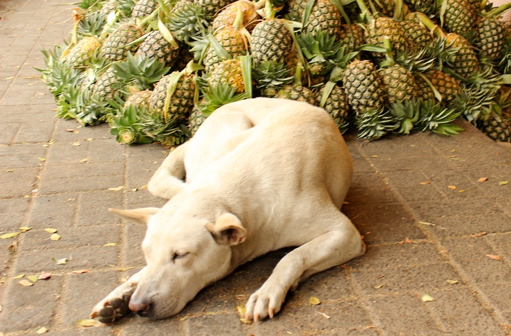Собак в Таиланде любят и уважают)