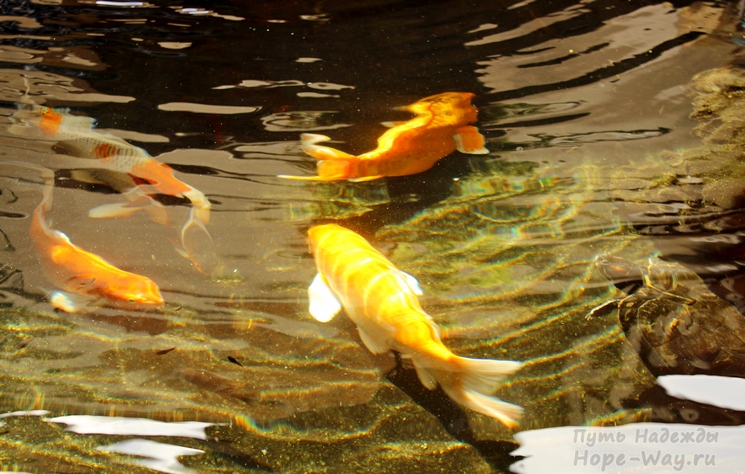 В пруду плавают маленькие и огромные рыбки разных расцветок!