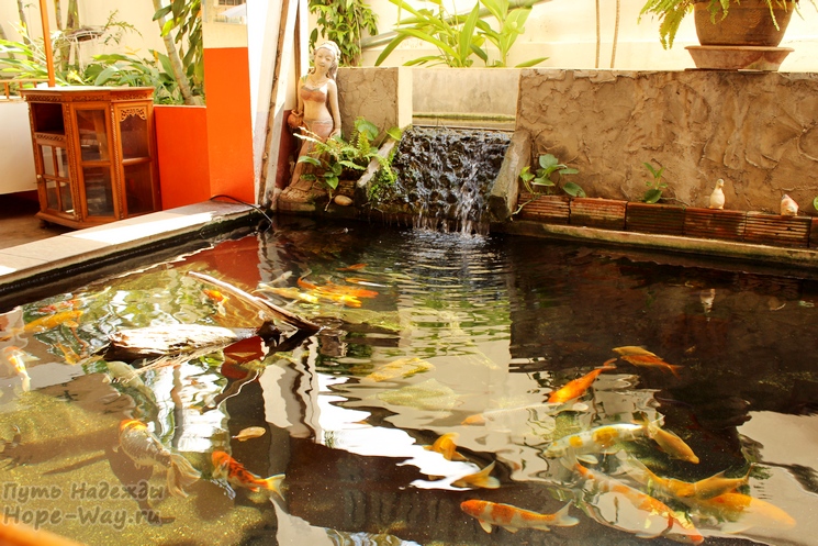 Во дворе есть пруд с водопадиком, в котором живут цветные рыбки и черепаха
