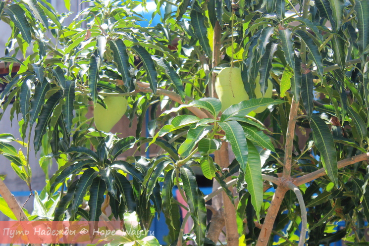 На соседских деревьях спеет манго