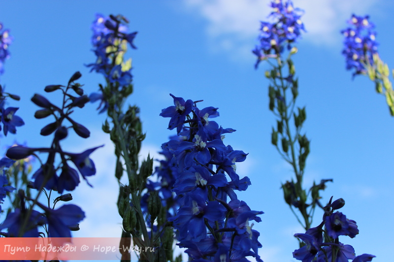 Цветы и небо голубое
